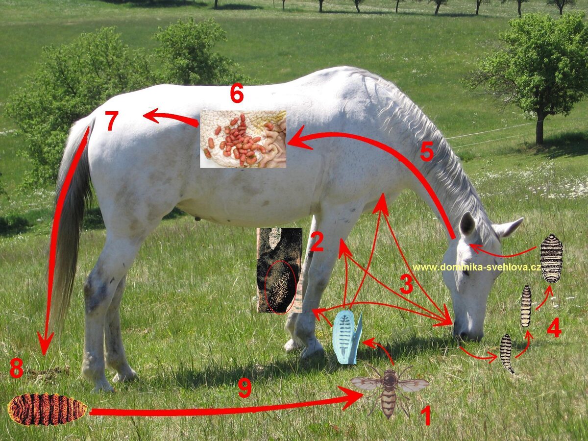 artrozy u koni)